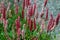 Polygonum â€˜darjeeling redâ€™, perennial flowers