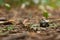 Polyhedral dice in a woodland environment