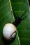 Polymita Painted Snails of Cuba