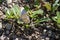 Polymmatus iacarus butterfly resting on the ground