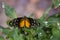 Polymorphic Longwing Butterfly