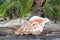 Polynesian Conch Shell Horn in Rarotonga Cook Islands