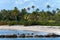 Polynesian landscape - seacoast with palm trees