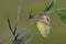 A Polynesian tree snails is looking for food on the trunk of a wild plant.