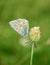 Polyommatus bellargus, Adonis Blue, is a butterfly in the family Lycaenidae. Beautiful butterfly sitting on flower.