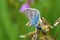 Polyommatus ciloicus alamuticus butterfly