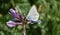 Polyommatus ciloicus butterfly