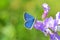 Polyommatus coelestinus butterfly on purple flower , butterflies of Iran