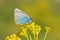 Polyommatus coelestinus butterfly on yellow flower , butterflies of Iran