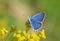 Polyommatus coelestinus butterfly on yellow flower , butterflies of Iran