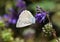 Polyommatus daphnis , The Meleager`s blue butterfly