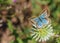 Polyommatus daphnis , The Meleager`s blue butterfly , butterflies of Iran