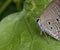 Polyommatus is a diverse genus of butterflies in the family Lycaenidae.