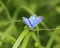 Polyommatus dorylas, the turquoise blue butterfly of the family Lycaenidae