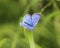 Polyommatus dorylas, the turquoise blue butterfly of the family Lycaenidae