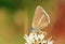The Polyommatus elbursicus butterfly , butterflies of Iran