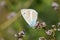 Polyommatus firdussii , The Firdussi`s blue butterfly