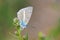 Polyommatus firdussii , The Firdussi`s blue butterfly