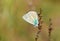 Polyommatus firdussii , The Firdussi`s blue butterfly on flower