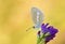 Polyommatus firdussii , The Firdussi`s blue butterfly on flower , butterflies of Iran