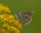 Polyommatus Icarus butterfly