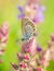 Polyommatus Icarus, Common Blue, is a butterfly in the family Lycaenidae. Beautiful butterfly sitting on flower.