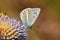 Polyommatus masulensis butterfly , endemic butterflies of Iran
