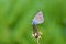 Polyommatus semiargus , The Mazarine blue butterfly