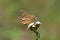 Polyommatus valiabadi butterfly , butterflies of Iran