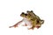 Polypedates duboisi, flying tree frog on white