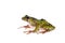 Polypedates duboisi, flying tree frog on white