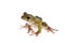 Polypedates duboisi, flying tree frog on white