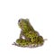 Polypedates duboisi, flying tree frog on white