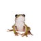 Polypedates duboisi, flying tree frog on white