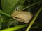 Polypedates maculatus common indian tree frog sitting on a green branch