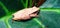 Polypedates maculatus frog perched on taro leaf