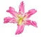 Polypetalous lily single pink bloom on white