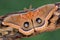 Polyphemus Moth