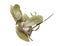 Polyphemus Moth cocoon on white