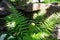 Polypodiaceae. Green fern in the garden.