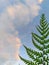 Polypodiophyta , Aesthetically shaped ferns with a beautiful cloud filled sky as a background