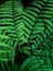 polypodiophyta ferns that thrive in the garden