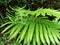 Polypodiophyta green foliage photo Ferns or ferns