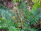 Polypodiophyta: Old ferns and new ferns growing in the wild