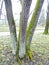Polypodium cambricum L., early springtime outdoors, Zagreb