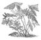 Polypodium Dryopteris vintage illustration
