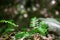 Polypodium vulgare. the common polypody,an european fern