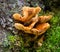 Polyporales mushroom in forest