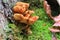 Polyporales mushroom on green moss