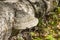 Polypore on birch trunk